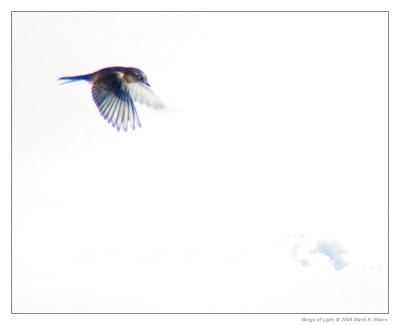 Eastern Bluebird Playing in the Snow