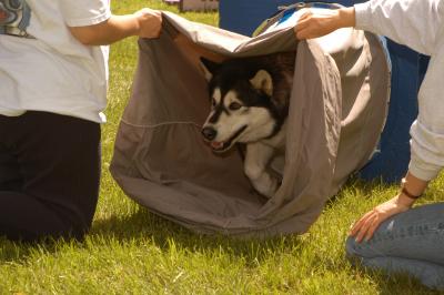 u39/marksturtz/medium/34986929.Dsc_1037.jpg