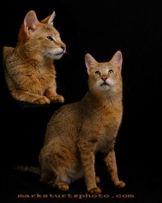 DSC_2495.1.jpg