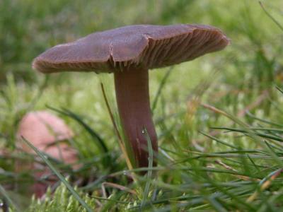 Mushroom Alone