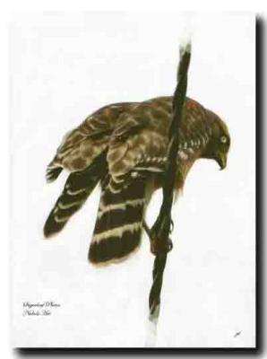 u39/marydoo/medium/25561735.Sharpshinnedhawk12804fullview.jpg