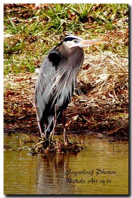 Louisiana Blue Heron