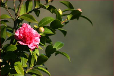 Camellia  'debbie'.