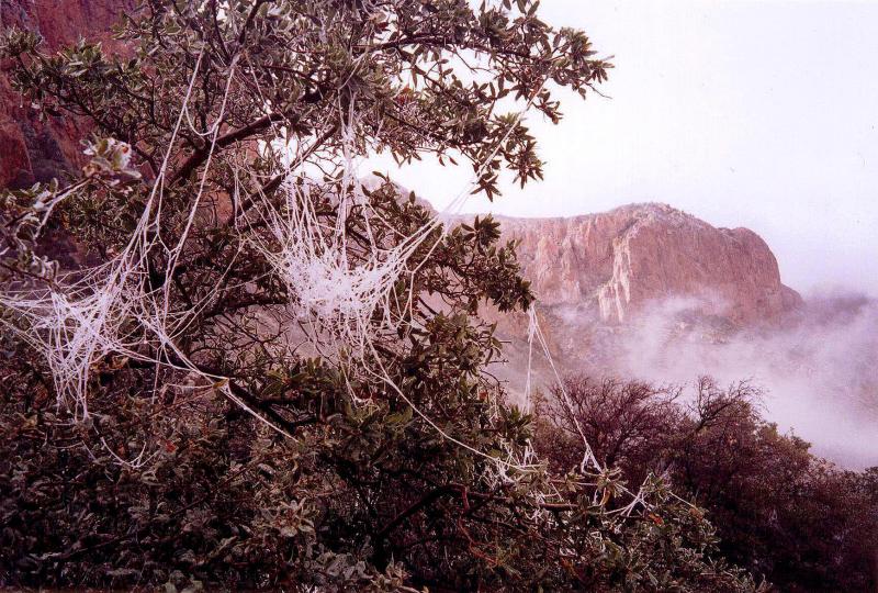 Iced Spiderwebs
