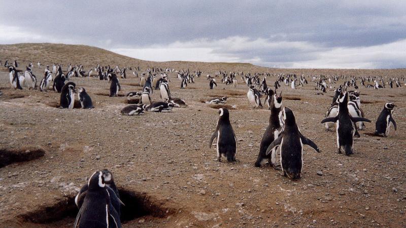 Isla Magdalena, Chile