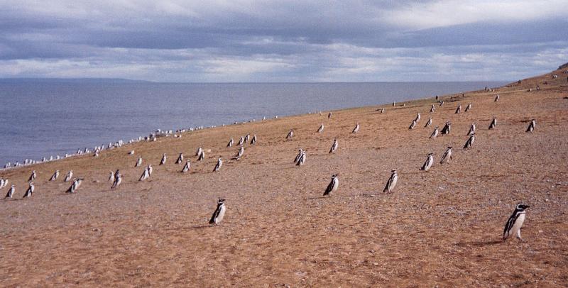 Isla Magdalena, Chile