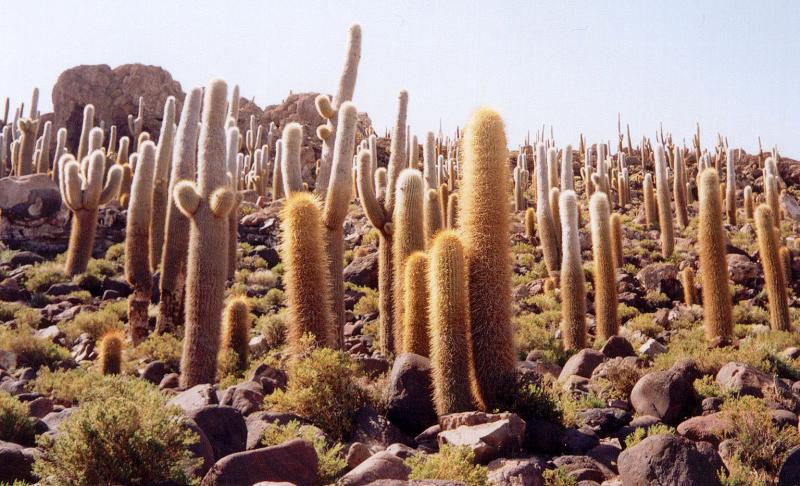 Isla de Pescadores, Bolivia