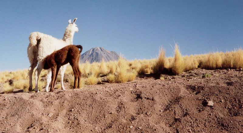 Andes of Northern Chile