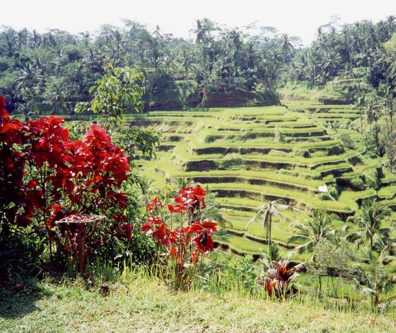 Rural Bali