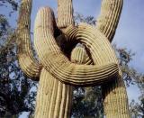 Red Rock, Arizona
