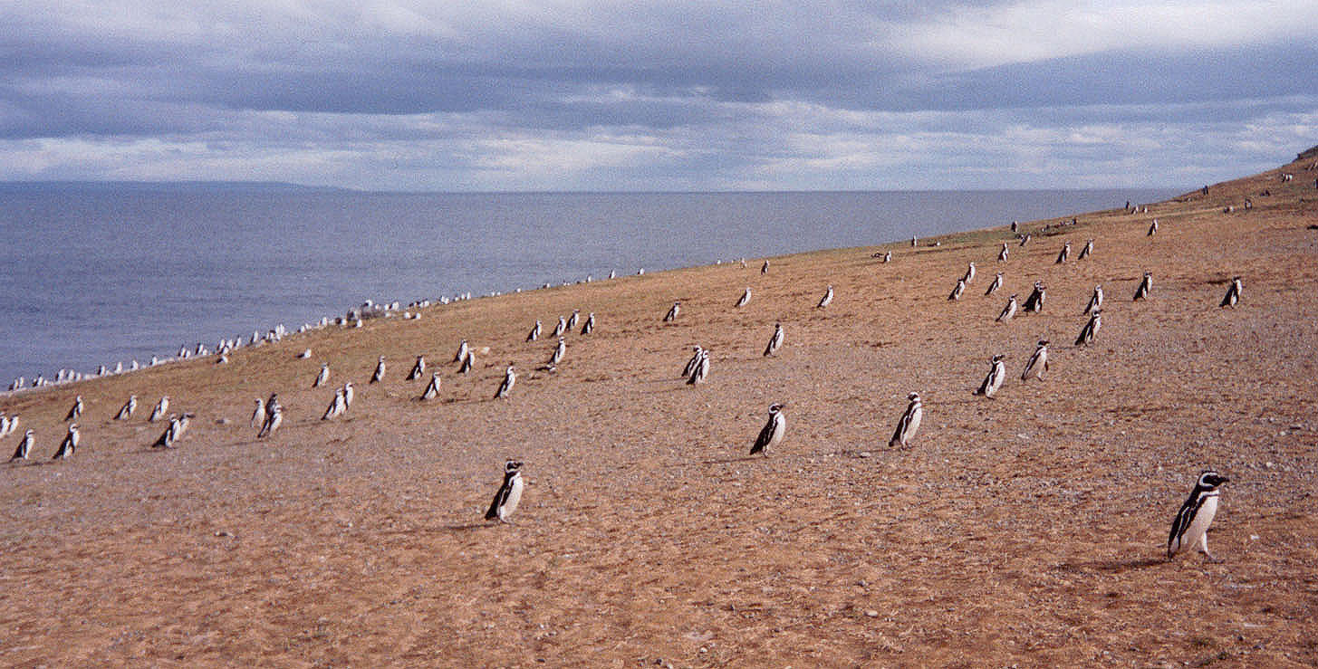 Isla Magdalena, Chile