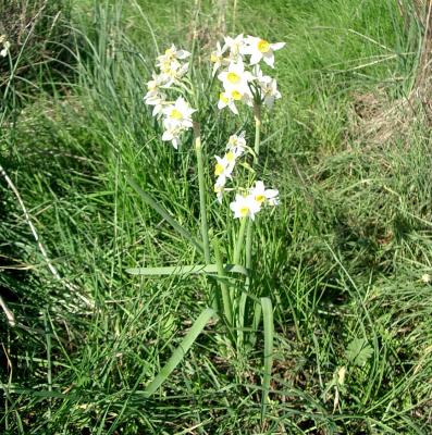 Golan_hights_Swamp_king-Wild_daffodil_2.jpg