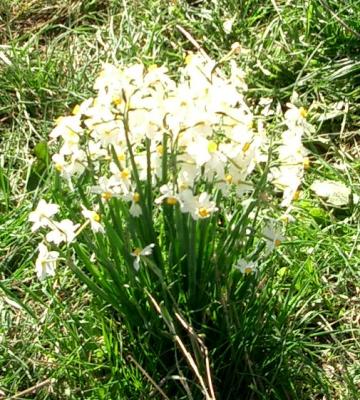 Golan_hights_Swamp_king-Wild_daffodil_3.jpg