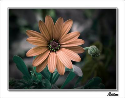 Osteospermum