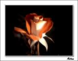 Rose I