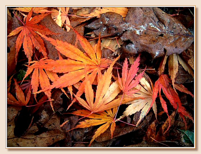 Autumn at Stourhead
