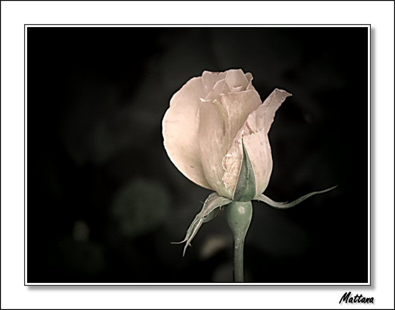 Rose II