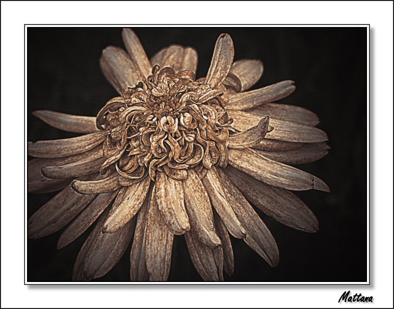 Argyranthemum