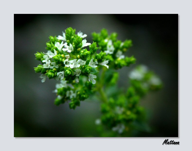Oregano I