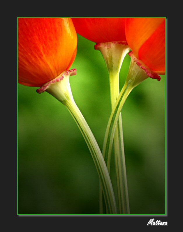 California Poppy (Eschscholzia)