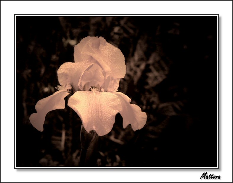 Iris
