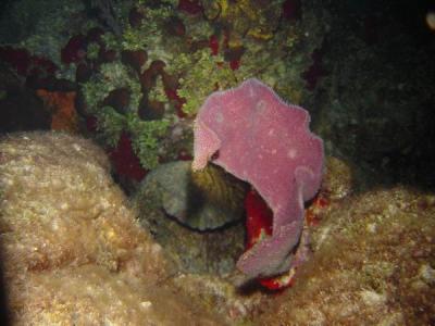  purple soft coral nite 1.JPG