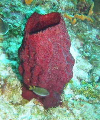 Red Barrel Coral.jpg