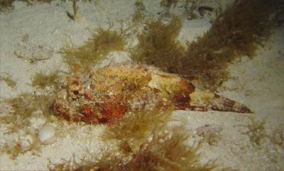 Scorpionfish 1.JPG