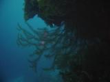 Black Coral.JPG