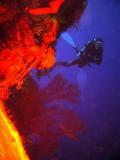 Wall Diver Colors.JPG