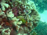 Eel in Coral.JPG