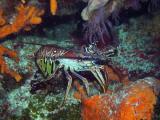 Lobster Large.jpg