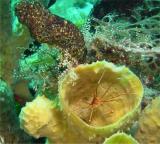 Arrow Crab Close 2.jpg