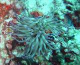 Anemone purple tips.JPG