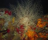 Basket Star 1.JPG