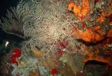 Basket Star 2.JPG
