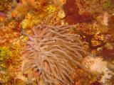 Anemone Red Filter 2.JPG