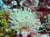 Anemone 1.JPG