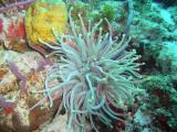 Anemone 2.jpg