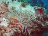 Anemone 3.JPG