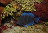 Blue Tang.JPG