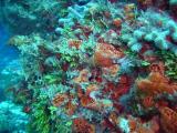 Coral Colors 3.JPG