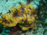 Coral Colors 4.JPG