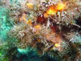 Coral Colors 5.JPG