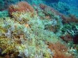 Coral Colors 6.JPG