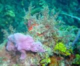 Coral Colors 9.JPG