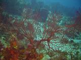 Gorgonian Red.JPG