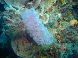 Lav Sponge Color.JPG