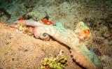 Octopus 1.JPG