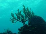 Soft Coral Sil.JPG